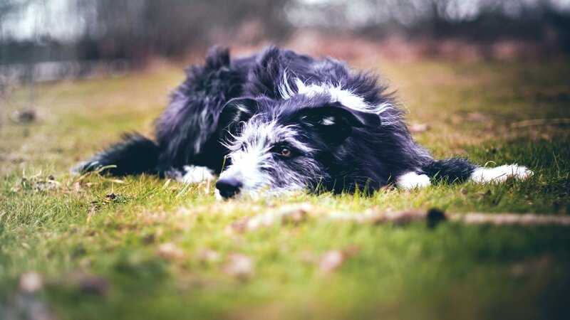 black and white dog resting on grass