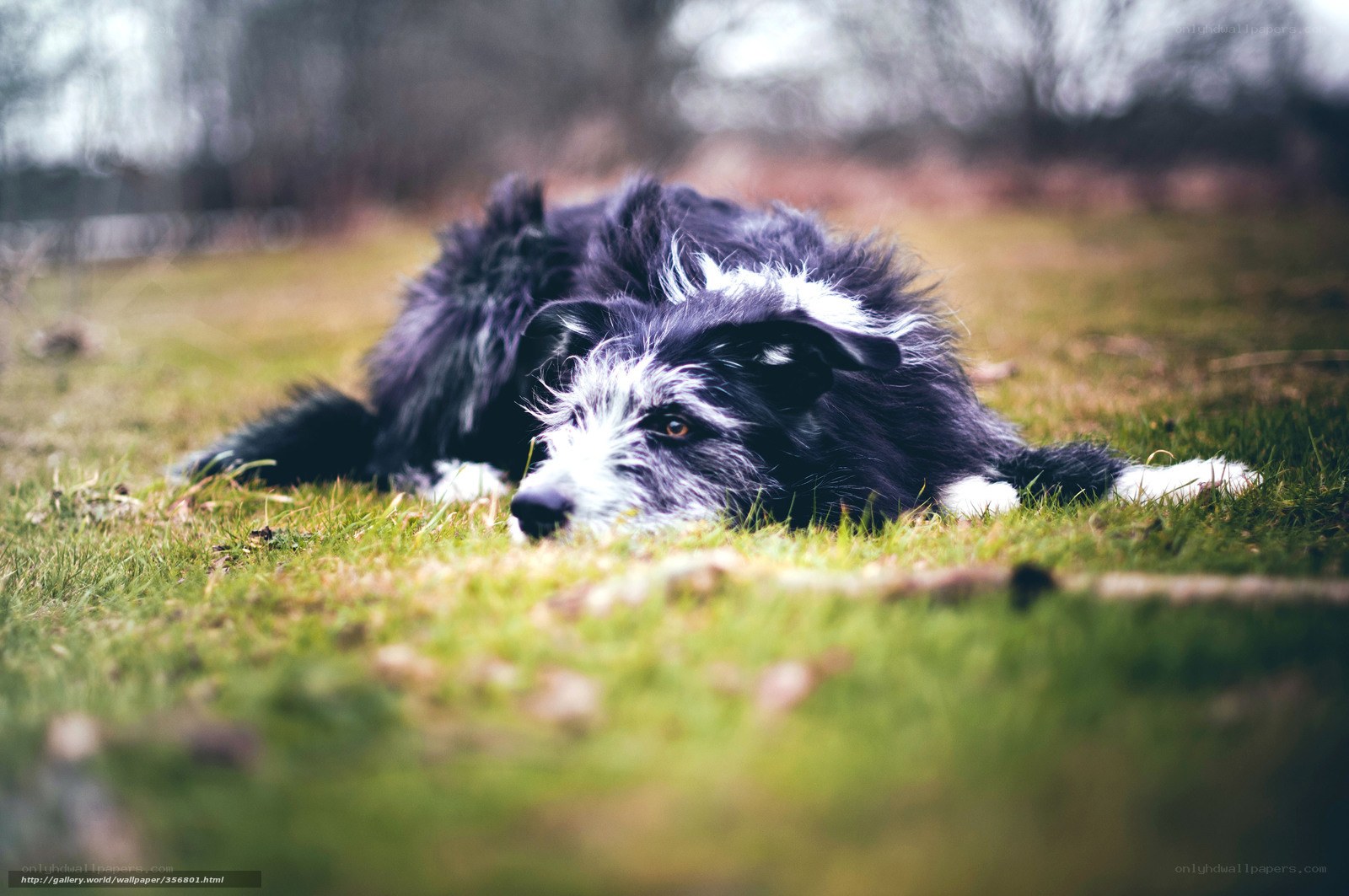 black and white dog resting on grass