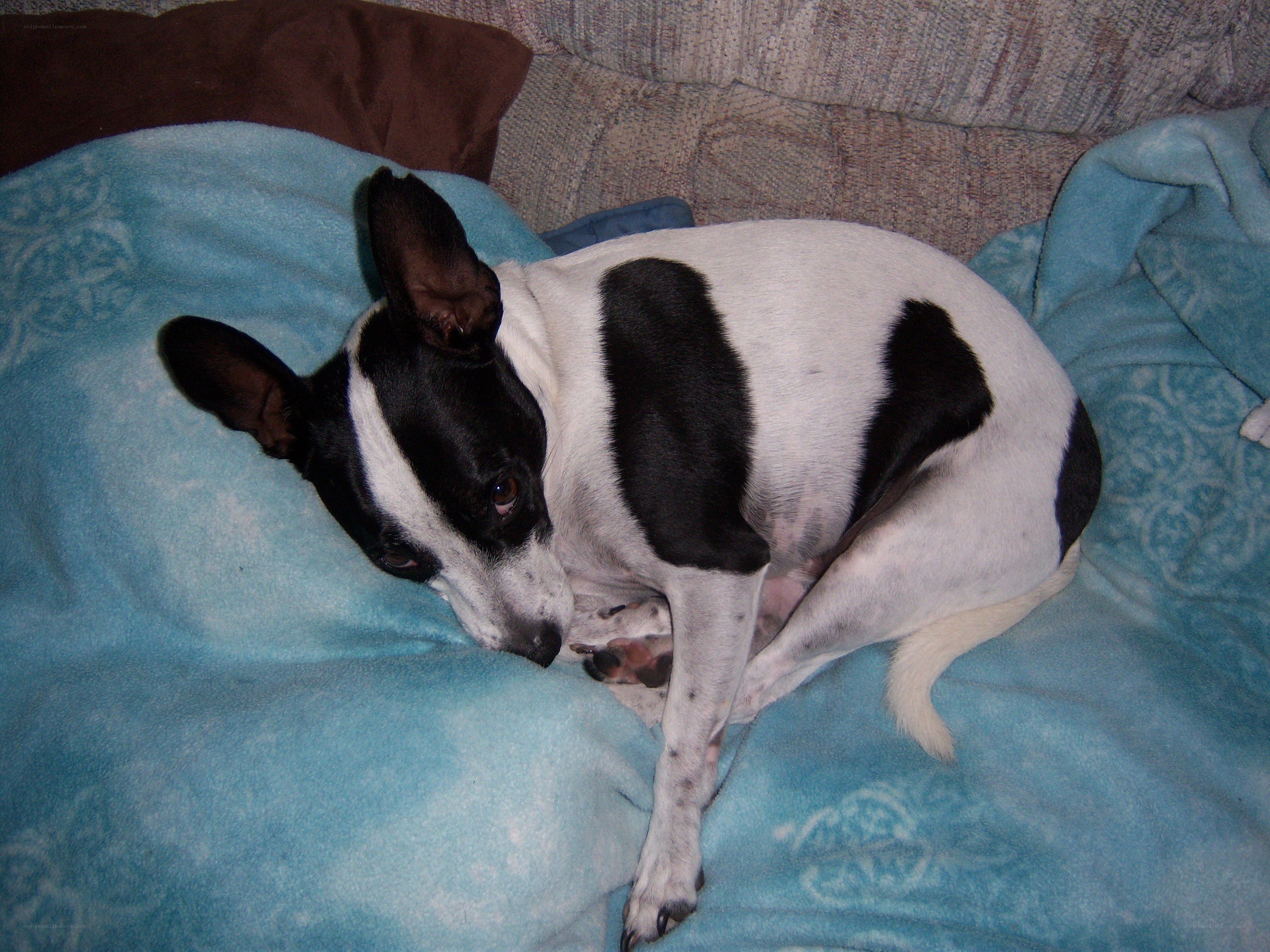black and white dog resting