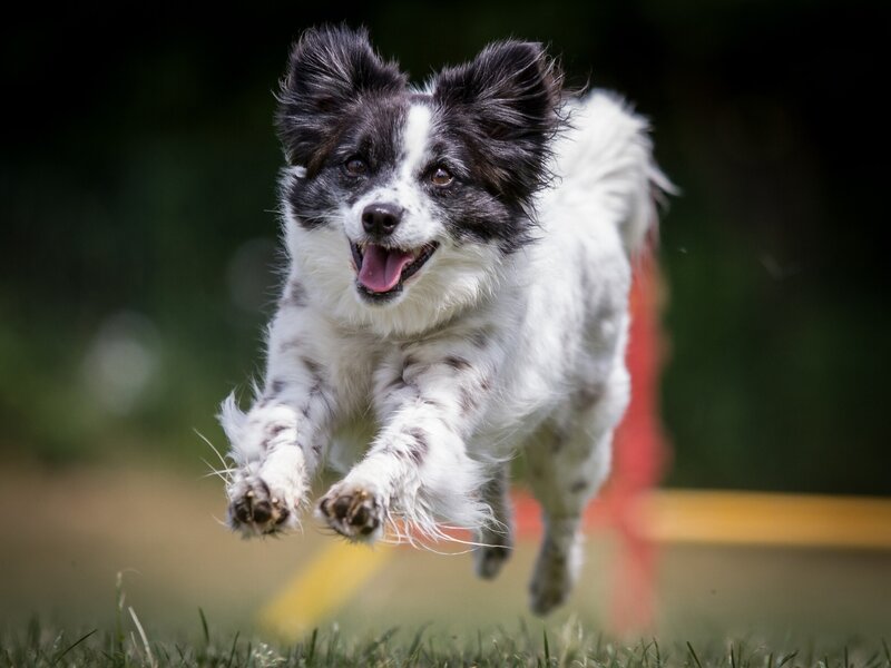 Black and White Dog Running — Active, Afternoon