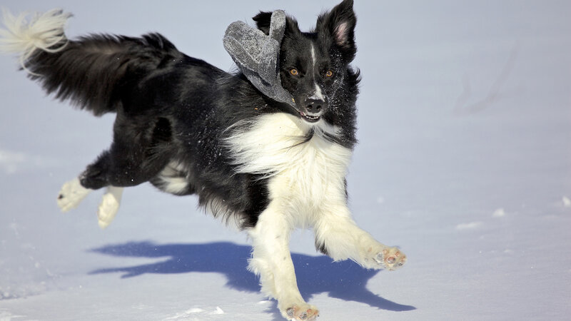 Black and White Dog Running — Active