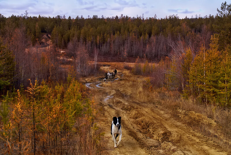 Black and White Dog Running — Brown