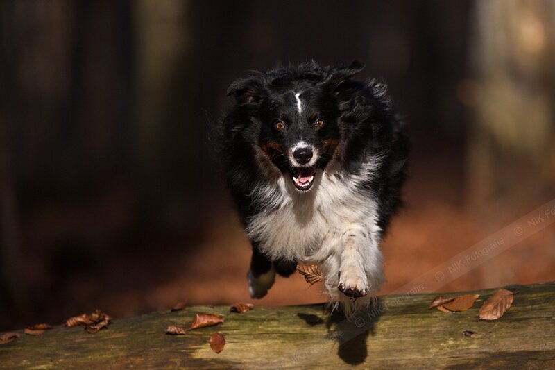 Black and White Dog Running — Dynamic