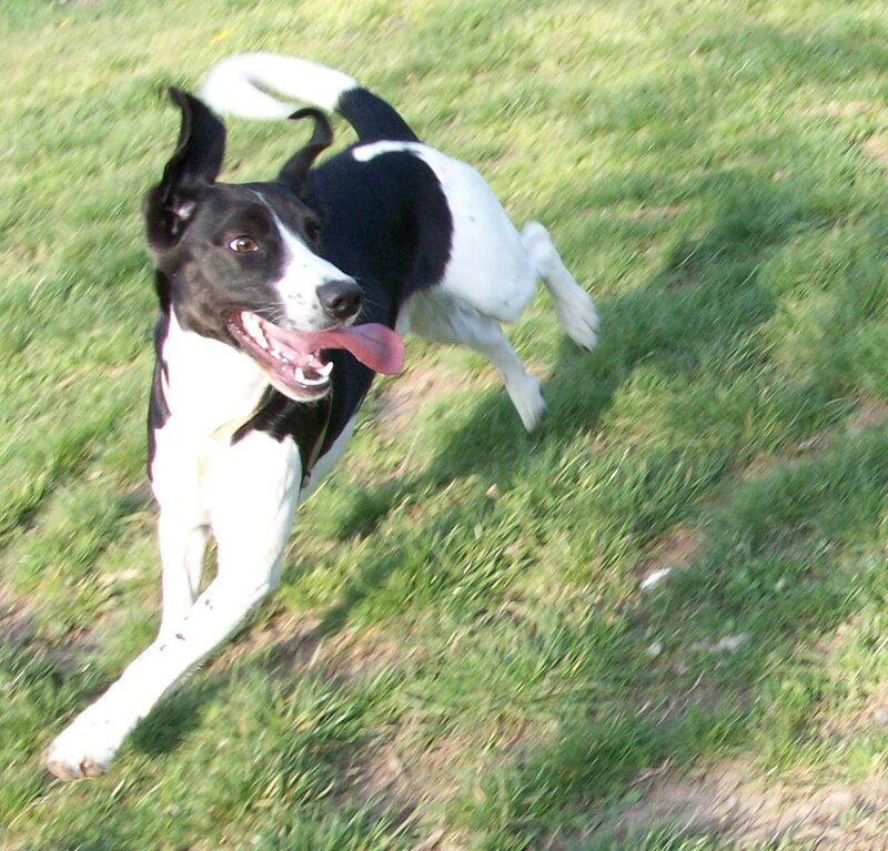 Black and White Dog Running