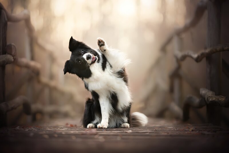 Black and White Dog Scratching