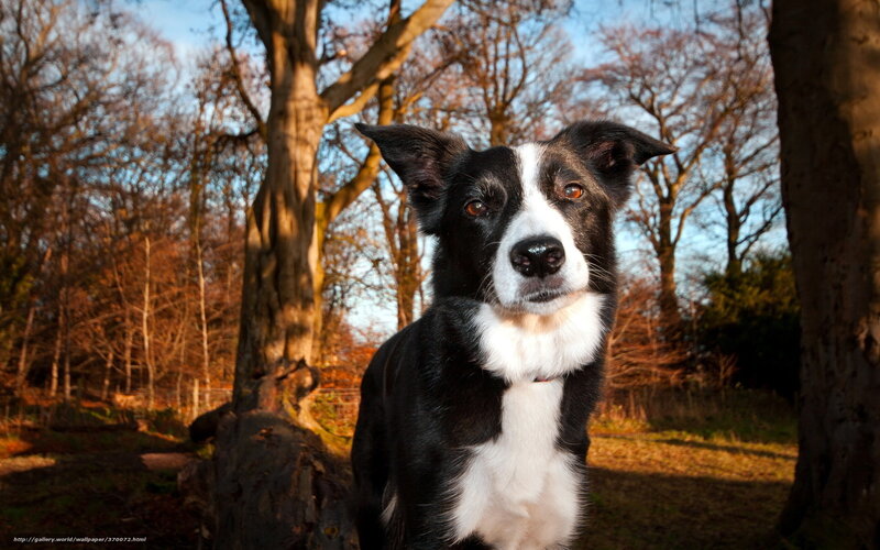 Black and White Dog — Serene, Autumn