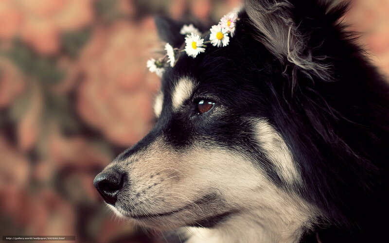 Black and White Dog — Serene, Photograph