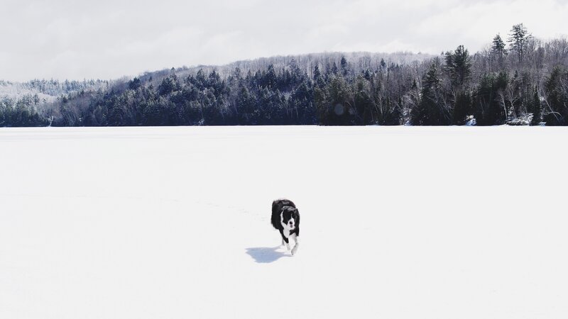 Black and White Dog — Serene, Winter
