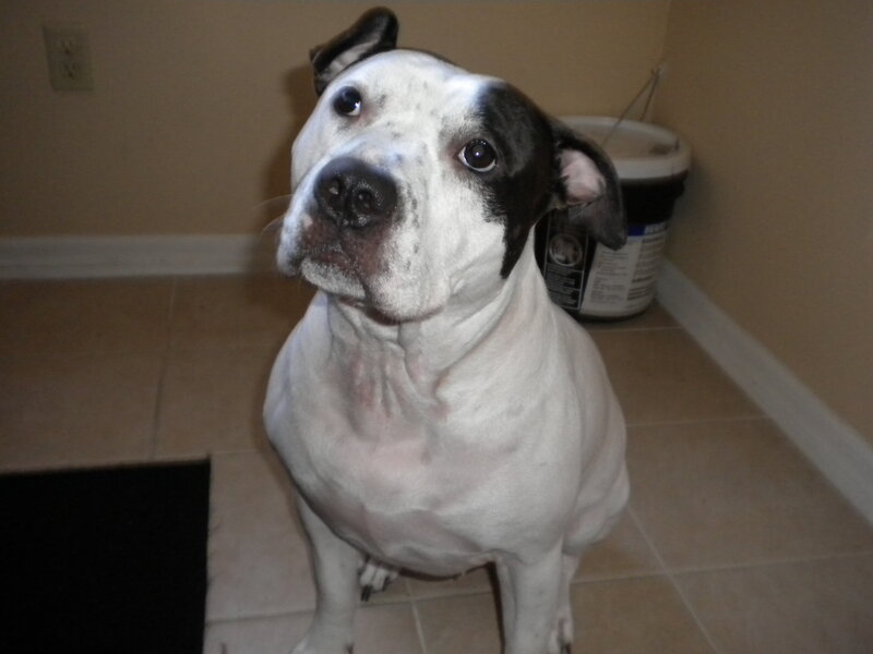 black and white dog sitting