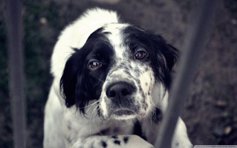 Black and White Dog — Somber, Photograph