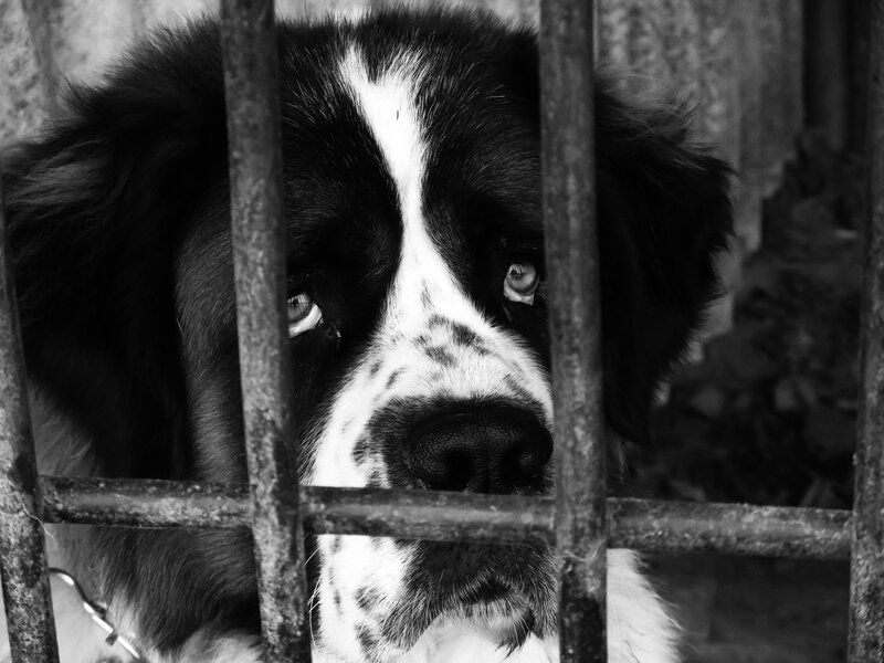 Black and White Dog — Somber
