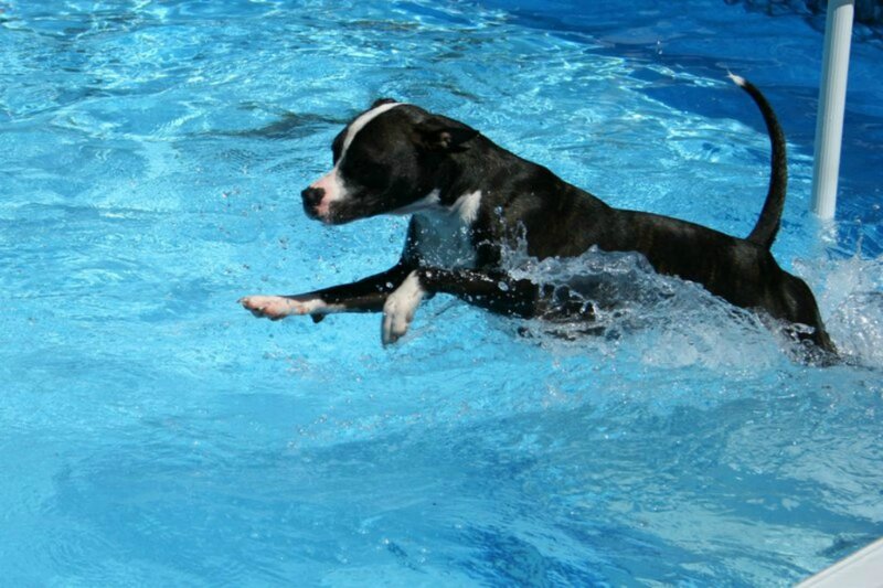 Black and White Dog Swimming