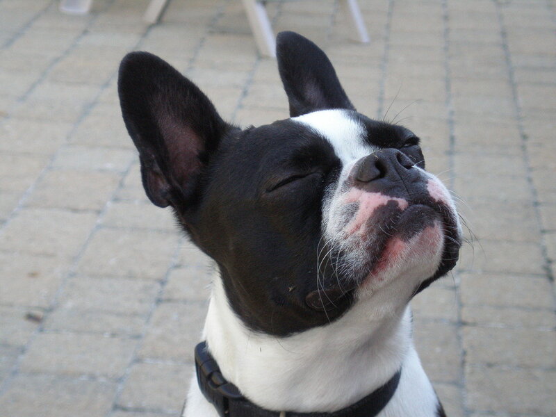 Black and White Dog