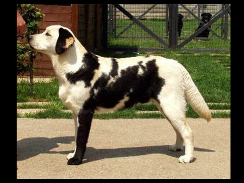 Black-and-white Dog — White, Calm, Afternoon