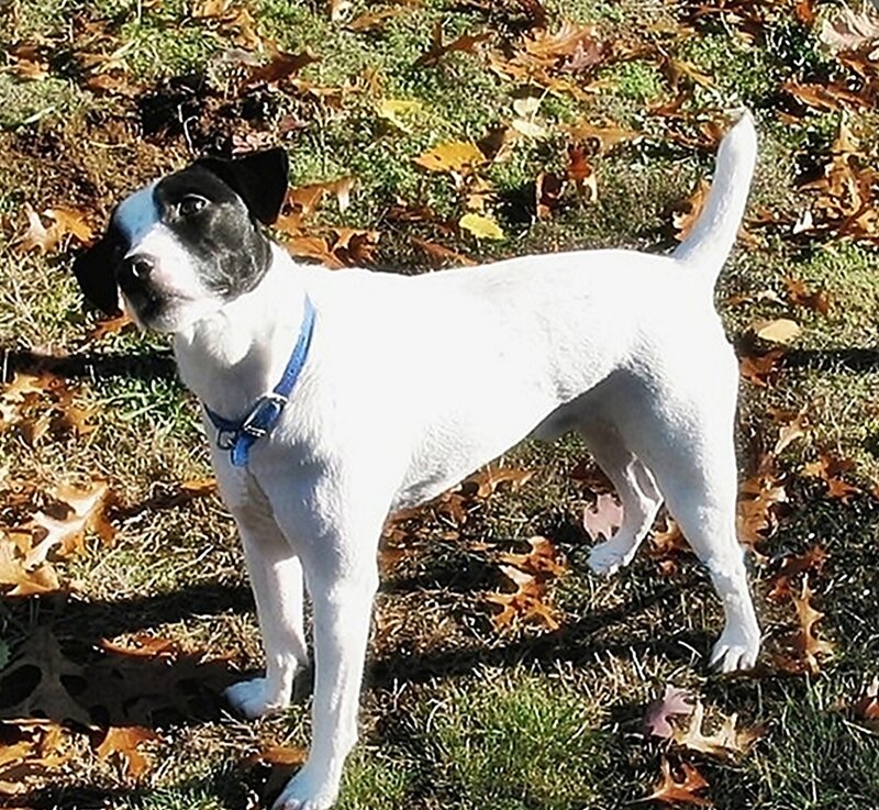 Black-and-white Dog — White, Calm, Autumn