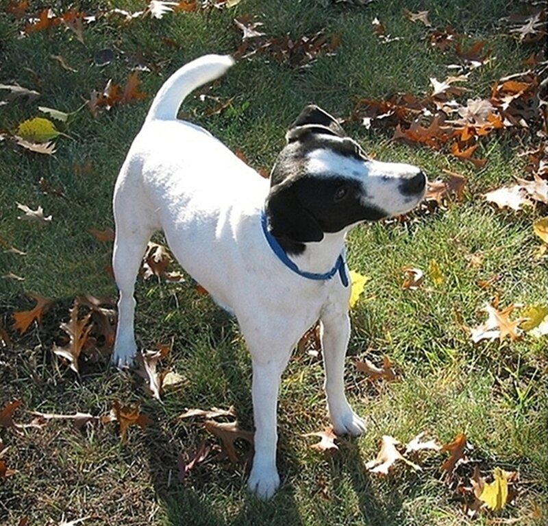 Black-and-white Dog — White, Calm