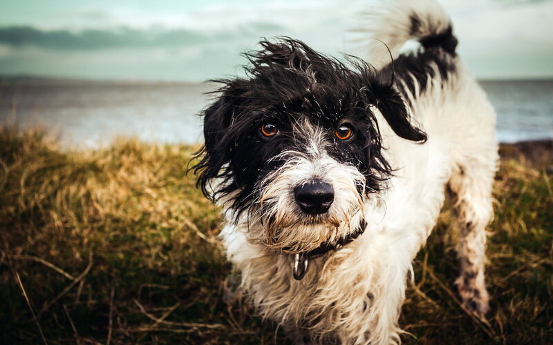 Black-and-white Dog — White, Natural