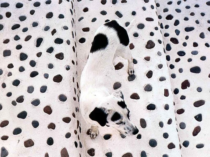 Black-and-white Dog — White