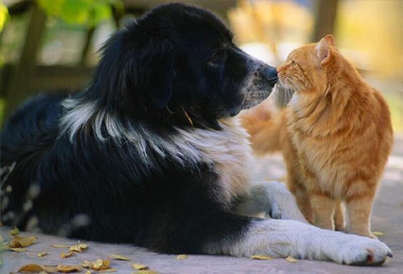 Black and White Dog with Cat
