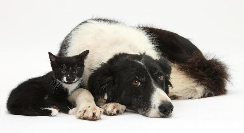 Black and White Dog with Kitten