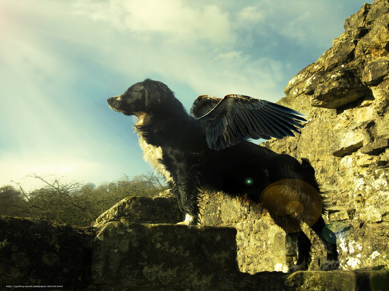 Black and White Dog with Wings