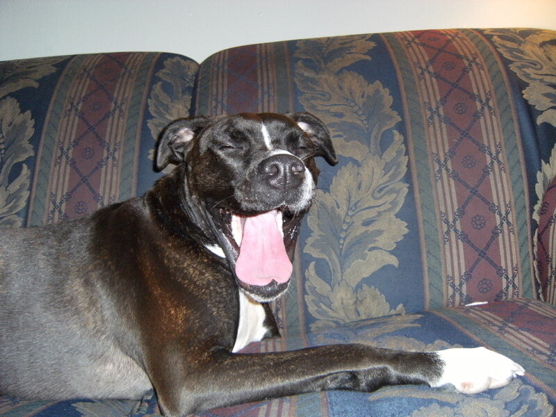 Black and White Dog Yawning
