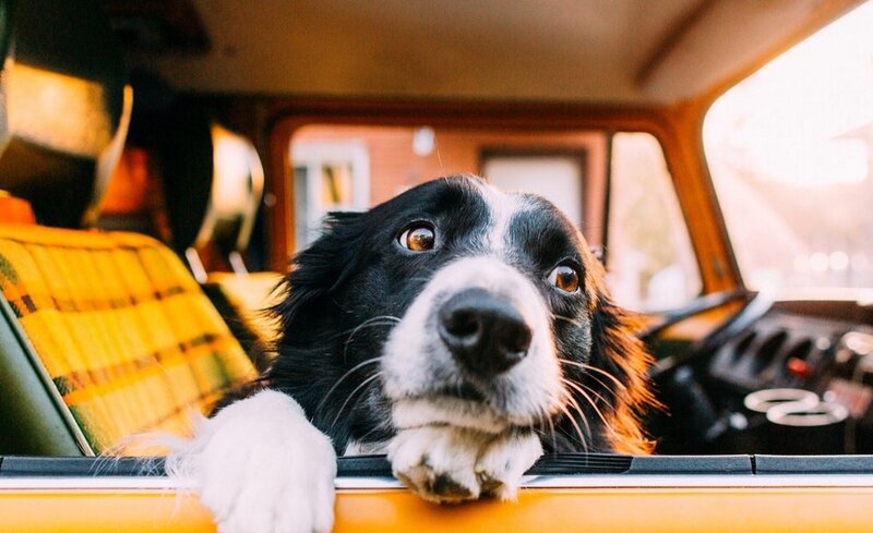 Black and White Dog — Yellow, Calm, Afternoon