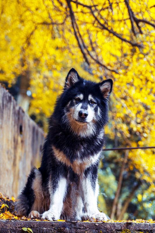 Black and White Dog — Yellow, Calm, Autumn