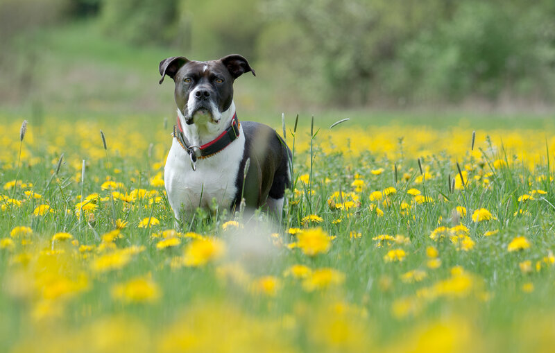 Black and White Dog — Yellow, Calm, Spring, Photograph