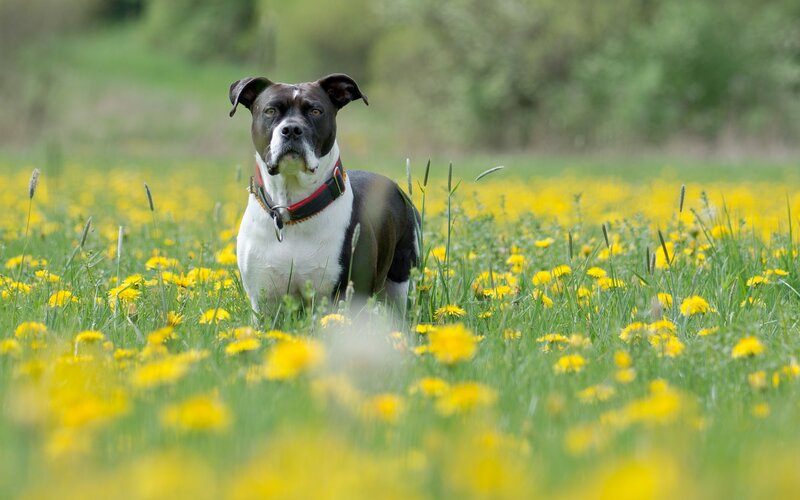 Black and White Dog — Yellow, Calm, Spring