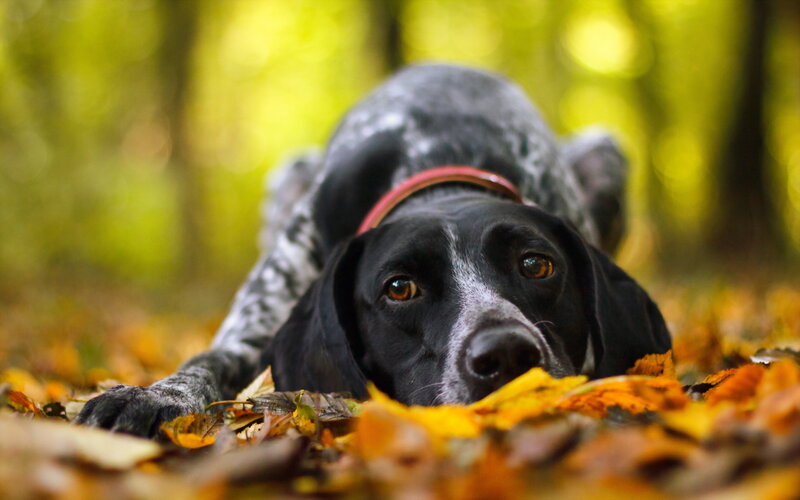 Black and White Dog — Yellow, Calm
