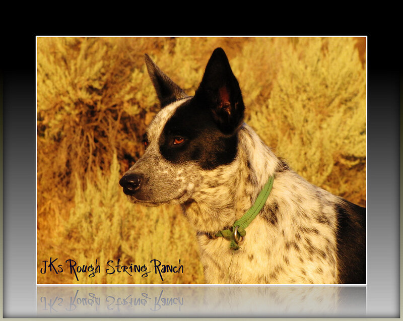 Black and White Dog — Yellow