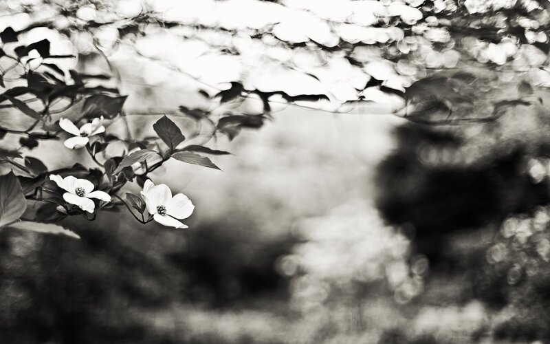 Black and white dogwood flowers