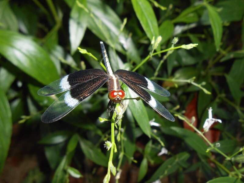 Black and White Dragonfly — Green