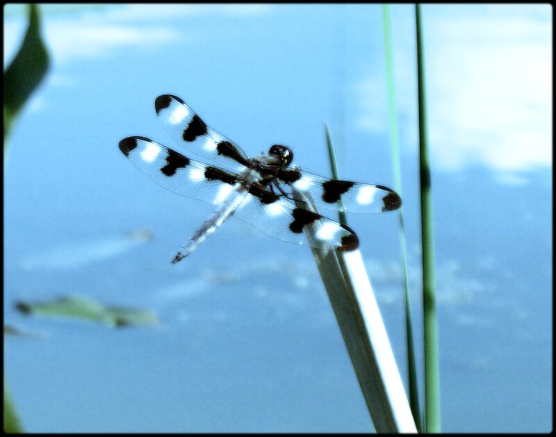 Black-and-white Dragonfly