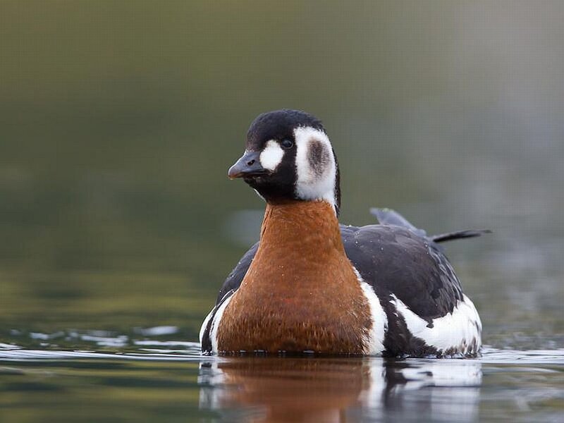 Black-and-white Duck
