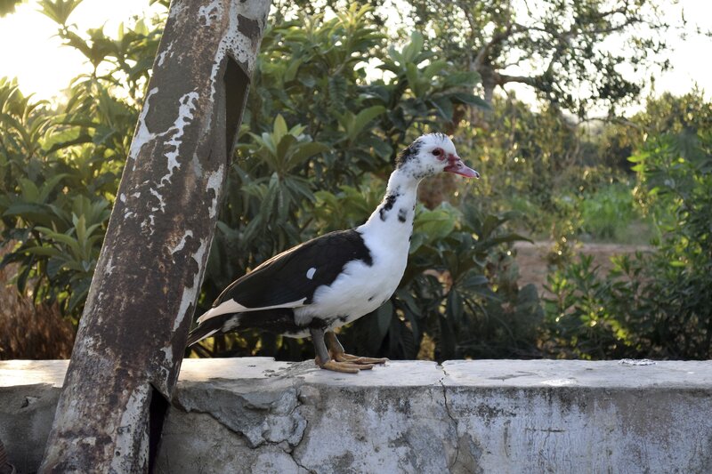 Black-and-white Duck — White