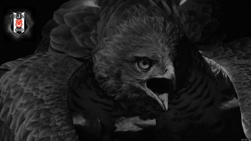 Black and white eagle with Beşiktaş logo
