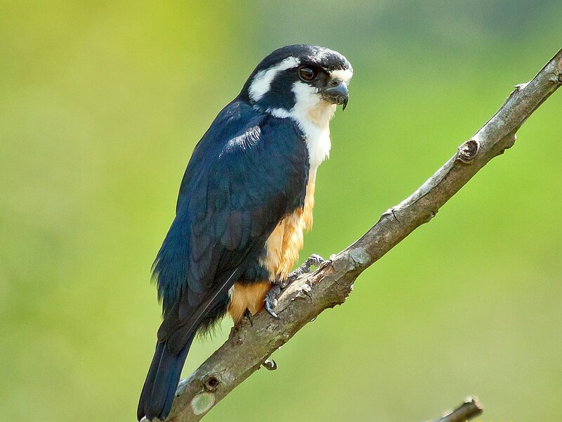 Black-and-white Falcon