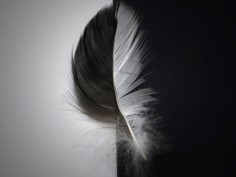 black and white feather