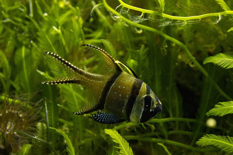 Black-and-white Fish — Green