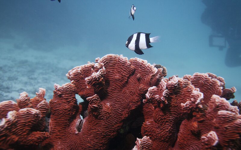 Black-and-white Fish Near Coral — Blue, Serene