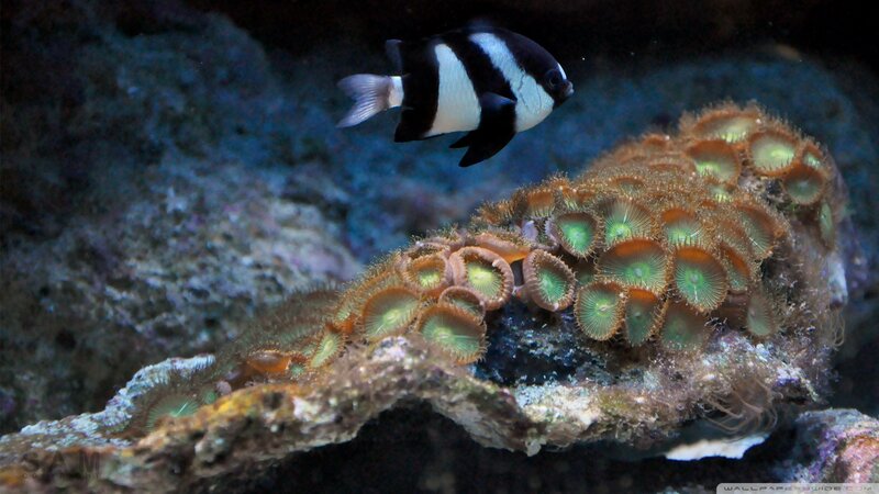 Black-and-white Fish Near Coral — Blue