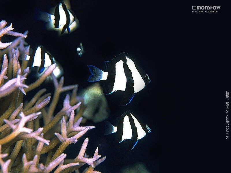Black and white fish near coral