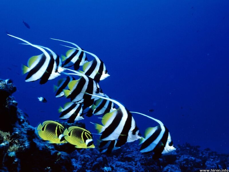 Black-and-white Fish School — Blue