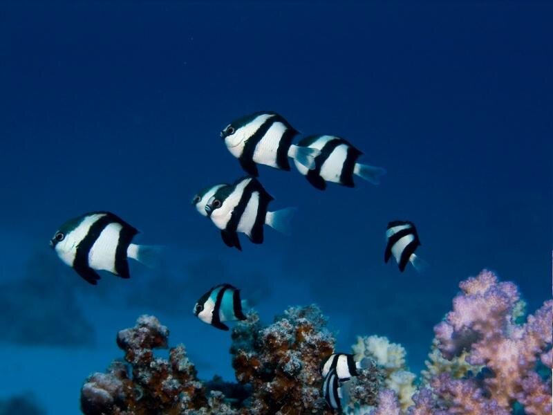 Black-and-white Fish Swimming
