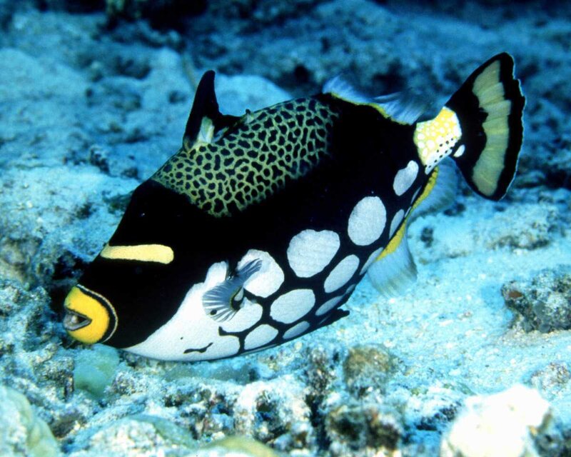Black and White Fish