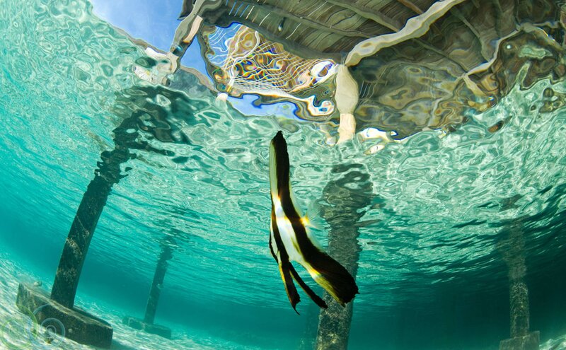 Black-and-white Fish Underwater — Blue