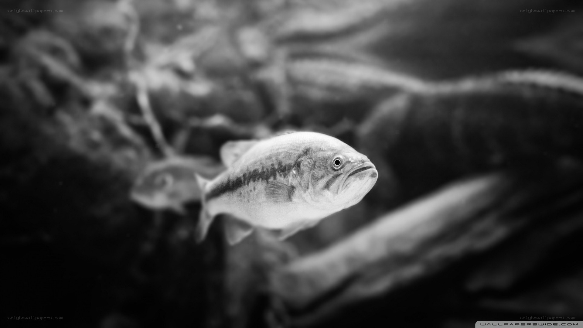 black and white fish underwater