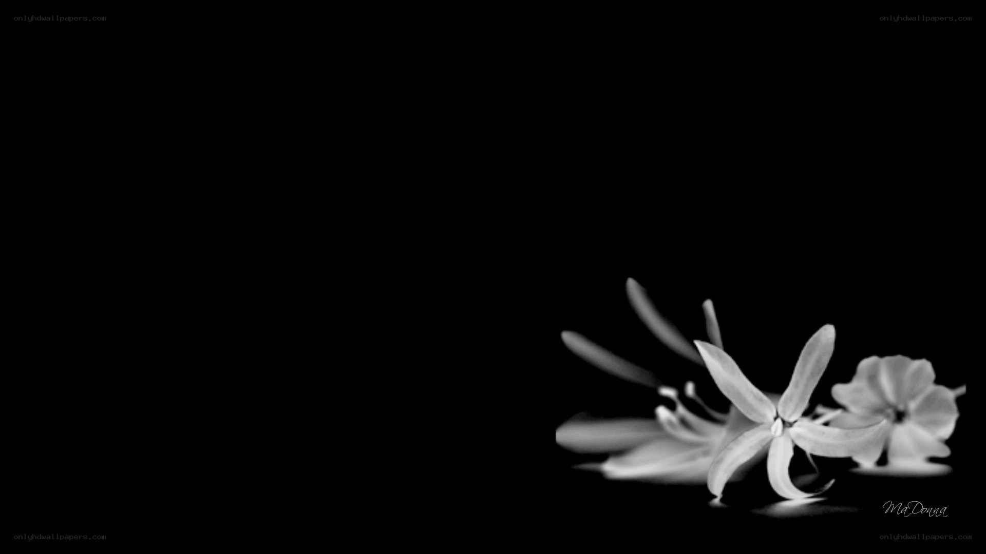 black and white flower